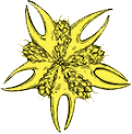 Gokhru